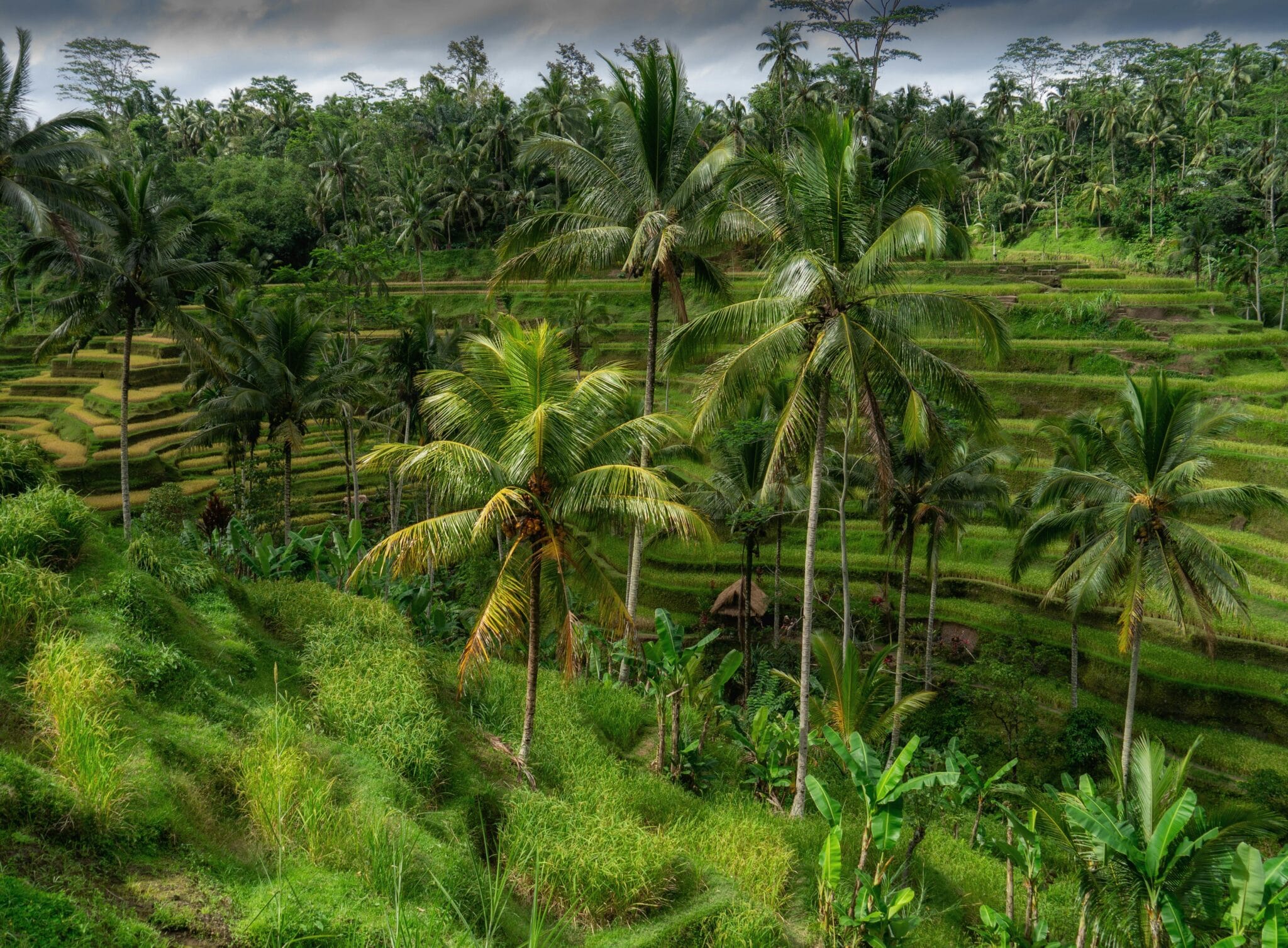 Terrazas de arroz en Ubud envueltas en bruma verde al amanecer