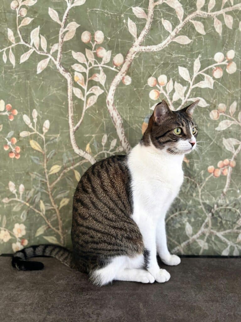 Manual práctico para vivir con un italiano correctamente instruido